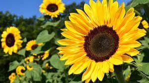 Facts on Flowers | General Knowledge for Young Learners - Class 1