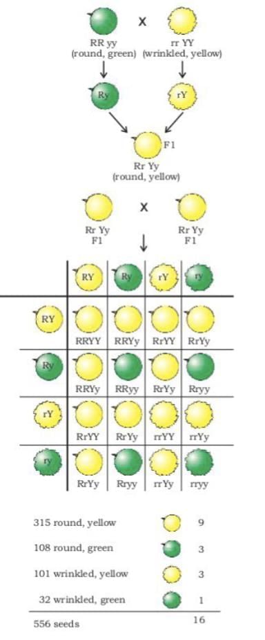 Cheat Sheet: Heredity | Science Class 10