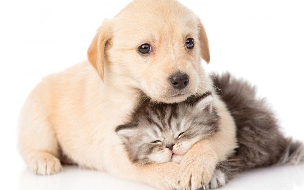 Animals Around Us - CBSE Worksheets- 1 Solutions