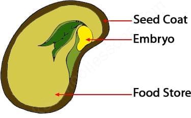 Plants in the Surroundings Chapter Notes | Science Class 3 ICSE