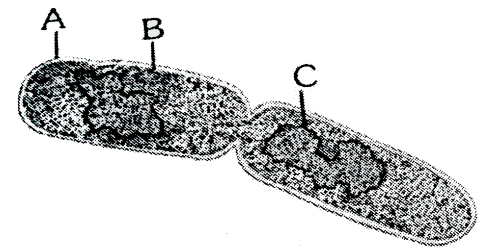 Identify the above process in bacteria and identify part A,B &C:
