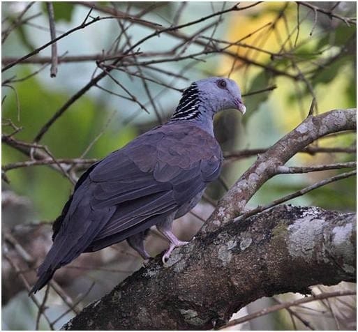 Nilgiri Wood Pigeon