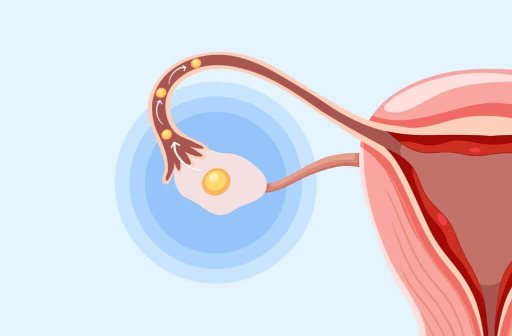 Revision Notes: The Reproductive System | Biology and Biochemistry for MCAT
