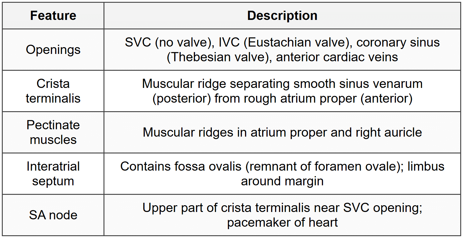3.3.1 Right Atrium