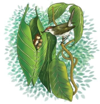 Clothes—How Things are Made Chapter Notes | Our Wondrous World  Class 5 - New NCERT