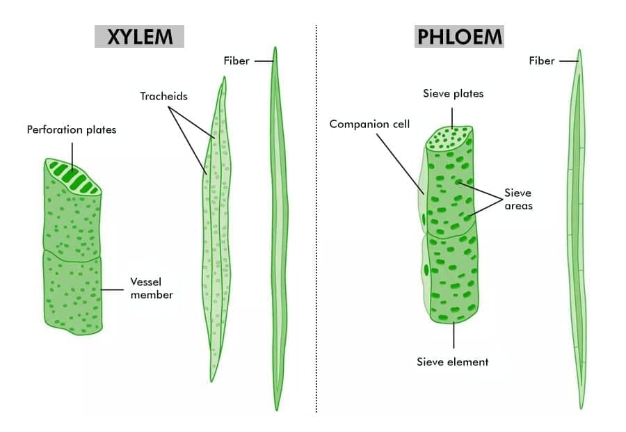 Types of Complex Tissues