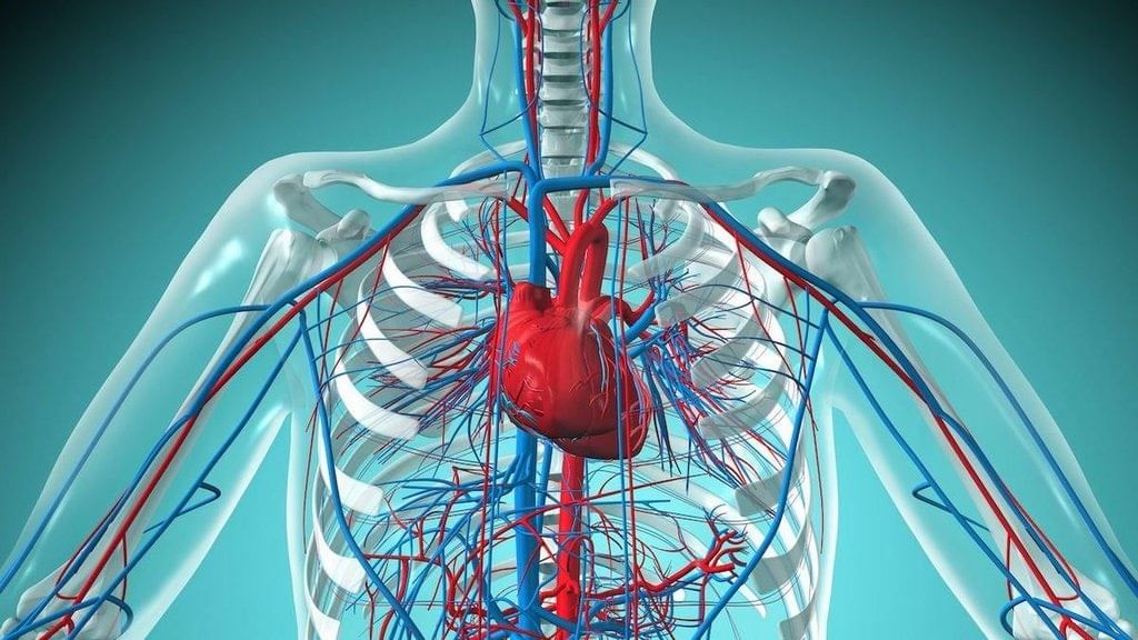 Revision Notes: The Circulatory System | Basic Science for JSS 3