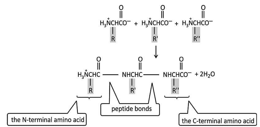 Peptide Bonds