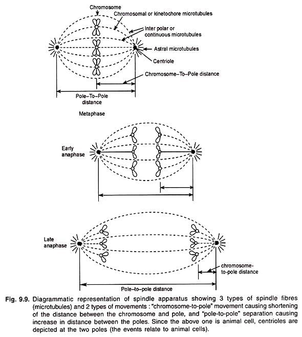 Chromosome Movement | Zoology Optional Notes for UPSC