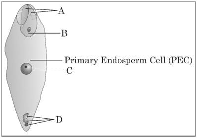 Multiple Choice Questions (MCQs)  - 1 Mark
