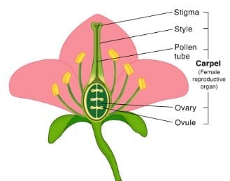 Short Answer Questions