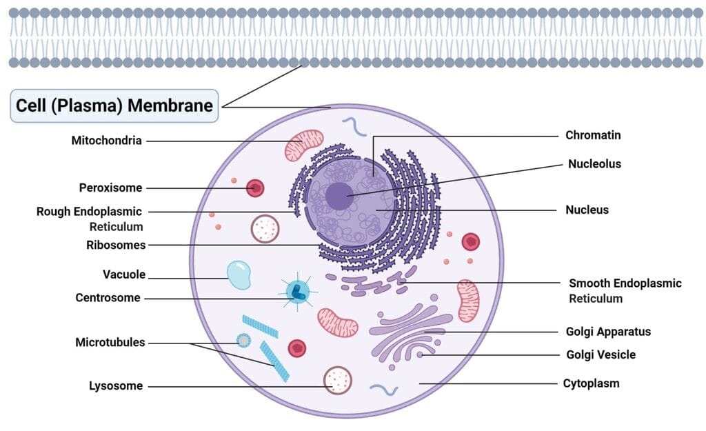 1. Cell Membrane (Plasma Membrane)