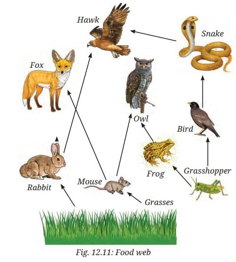 NCERT Based Activity: How Nature Works in Harmony | Science Curiosity Class 8 -  New NCERT