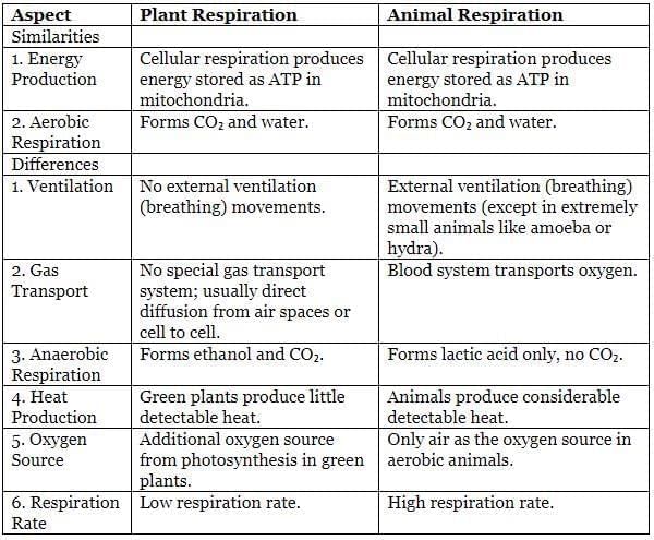 Respiratory System Chapter Notes | Biology for SSS 2