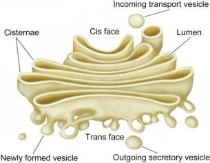 Revision Notes: Cell The Unit Of Life | Biology Class 9 ICSE