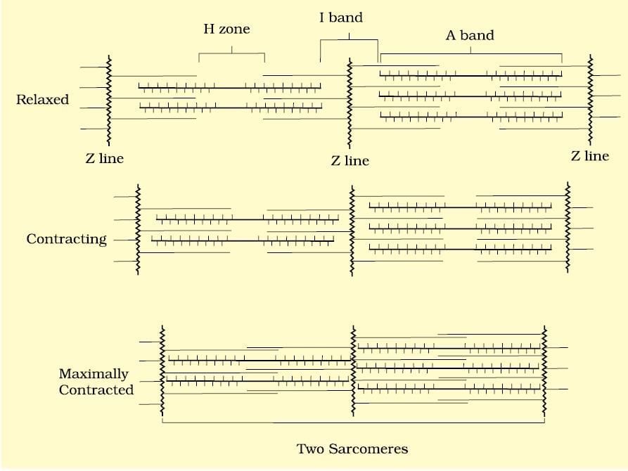 Important Diagrams: Locomotion and Movement | Biology Class 11 - NEET