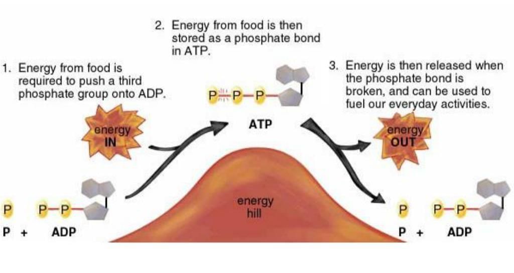 NCERT Solutions Class 11 Biology Chapter 14 - Respiration in Plants