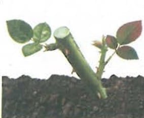 11.1.1 How is vegetative propagation in plants helpful in agriculture?
