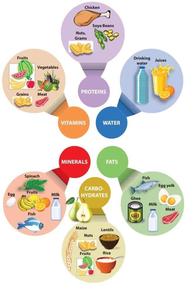 NCERT Summary: Mindful Eating: A Path to a Healthy Body | Science for Class 6