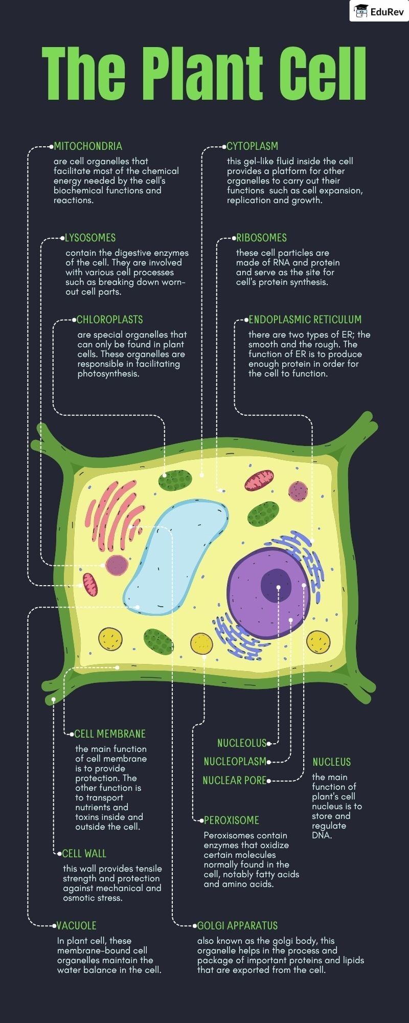 Infographics: The Plant Cell | Biology Class 11 - NEET