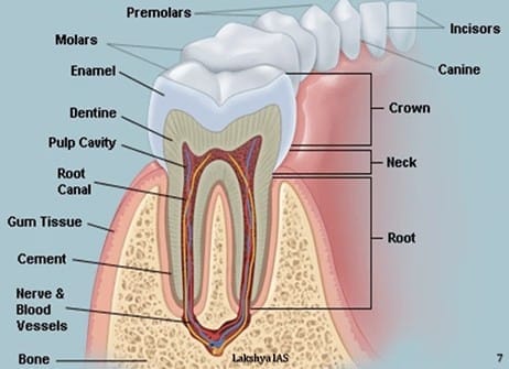 Structure of a Tooth