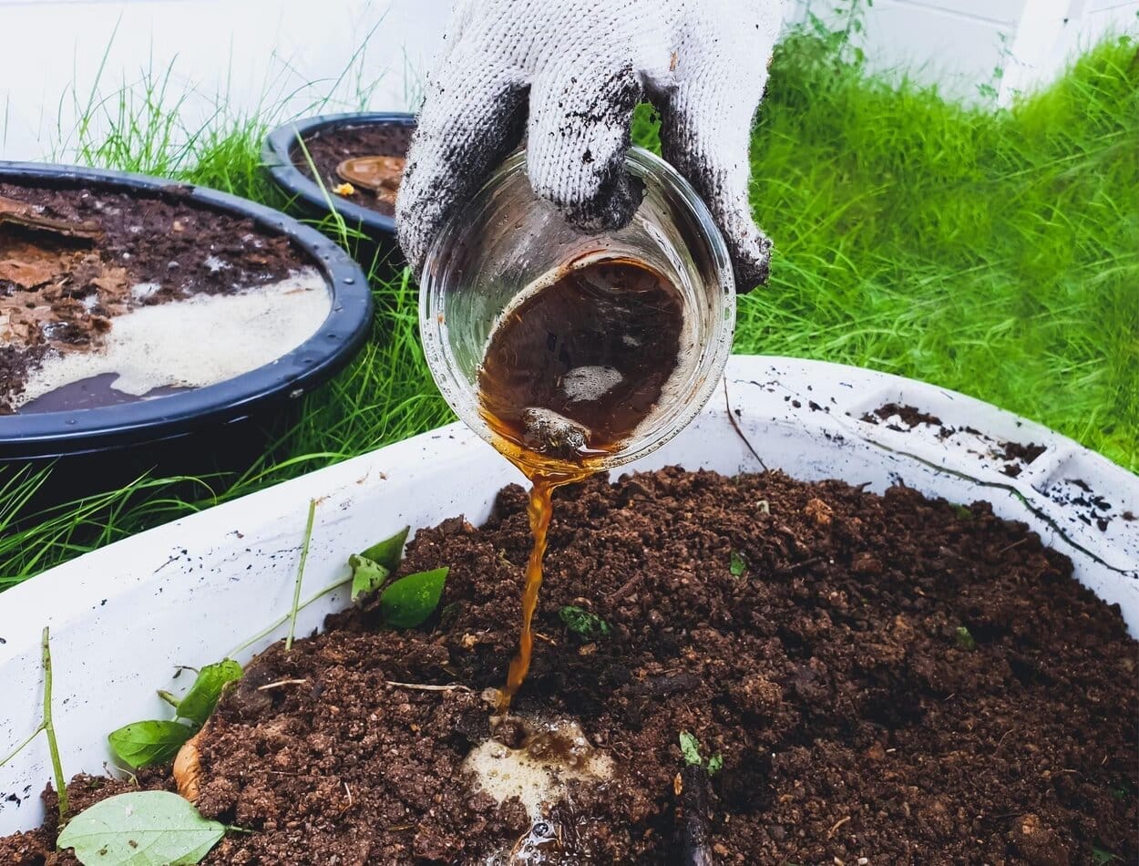 Compost Tea (Liquid Manure)
