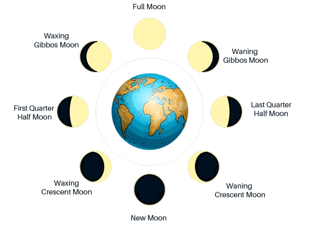 MCQ (Solution) - Keeping Time with the Skies | Science Curiosity Class 8 -  New NCERT
