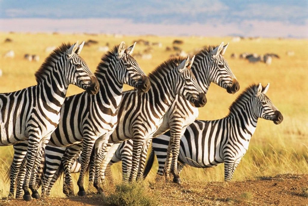 Animal Group Survival Chapter Notes | Science for Grade 3