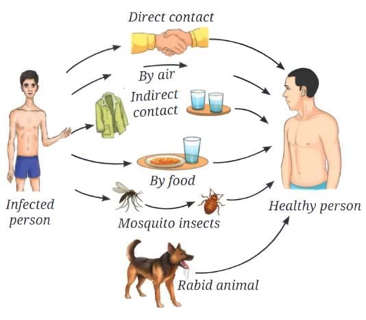 Important Diagrams: Health: The Ultimate Treasure | Science Curiosity Class 8 -  New NCERT