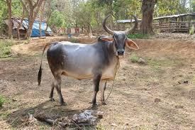 Cattle Breeds of Rajasthan | RPSC Preparation: All subjects - RPSC RAS (Rajasthan)