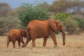 Adaptation in Animals - 2 Class 6 Worksheet Science