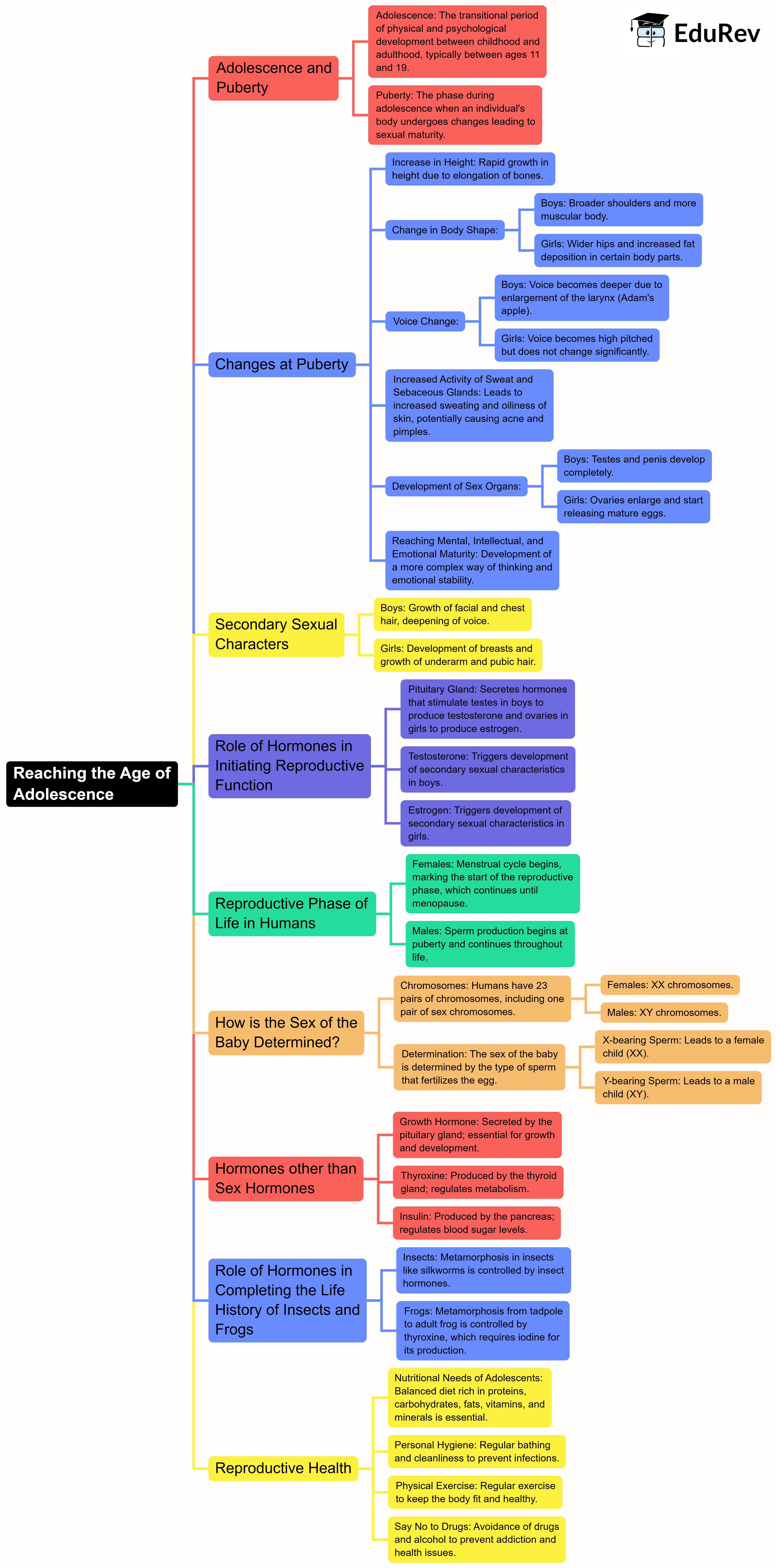 Mindmap: Reaching the Age of Adolescence | Science Class 8