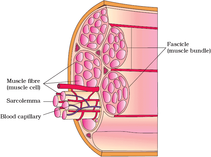 Important Diagrams: Locomotion and Movement | Biology Class 11 - NEET