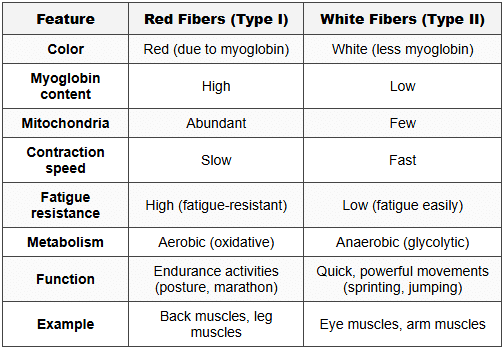 8. Red and White Muscle Fibers