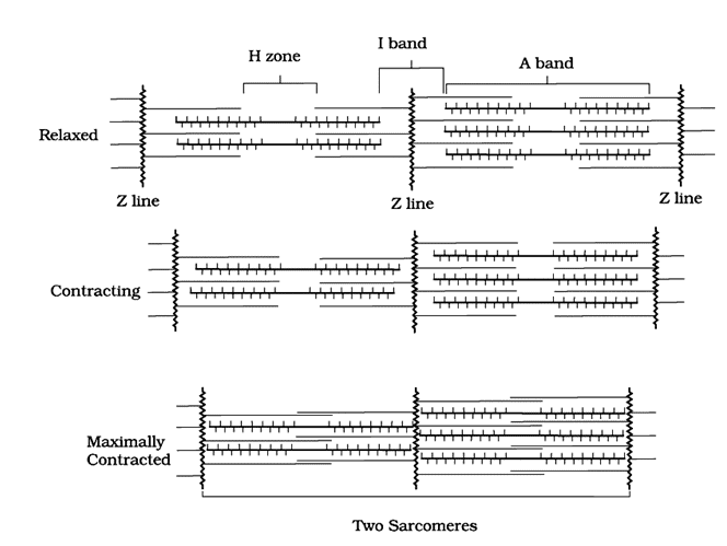 Locomotion Movement - Practically Study Material