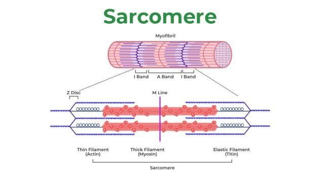 Sliding Filament Theory - Steps, Explanations, and Diagram - GeeksforGeeks