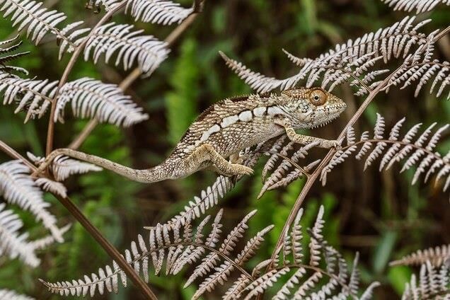 Chameleons' Craziest Color Changes Aren't for Camouflage