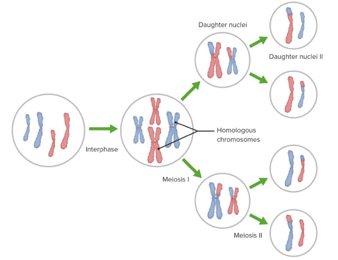 Revision Notes: Structure of Chromosomes, Cell Cycle and Cell Division | Science for Grade 6