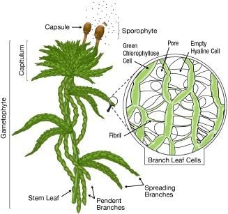 Schematic of Sphagnum plants. The Sphagnum plant consists of a stem,... |  Download Scientific Diagram