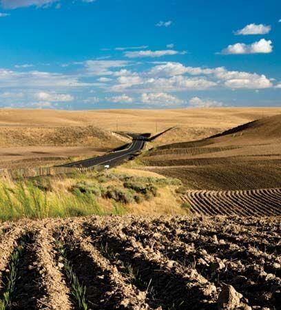 Revision Notes: Agriculture in India I-Food Crops | Geography Class 10 ICSE