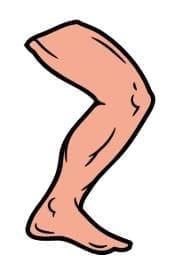 Leg