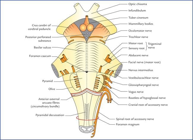 Neuroanatomy - 2 Chapter Notes | Anatomy - NEET PG