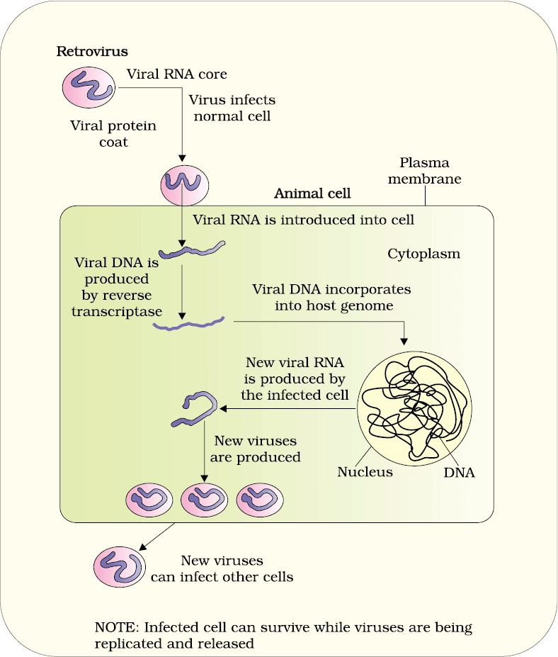Replication of retrovirus
