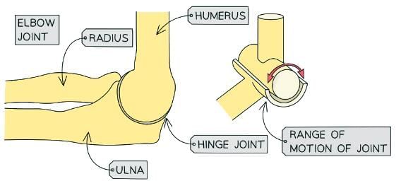 The Structure & Functions of the Musculoskeletal System | Physical Education for GCSE/IGCSE - Year 11