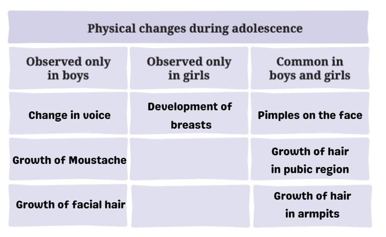 NCERT Solutions for Class 7 Science Chapter 6 Adolescence: A Stage of Growth and Change