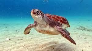 Endangered Animals | General Knowledge for Young Learners - Class 1