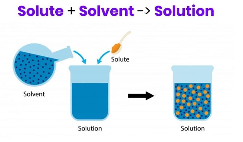 Short and Long Answer Questions: The Amazing World of Solutes, Solvents, and Solutions | Science Curiosity Class 8 -  New NCERT