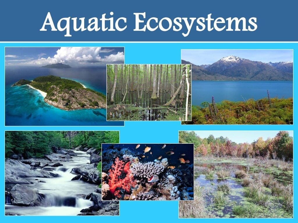 2.2 Aquatic Ecosystems