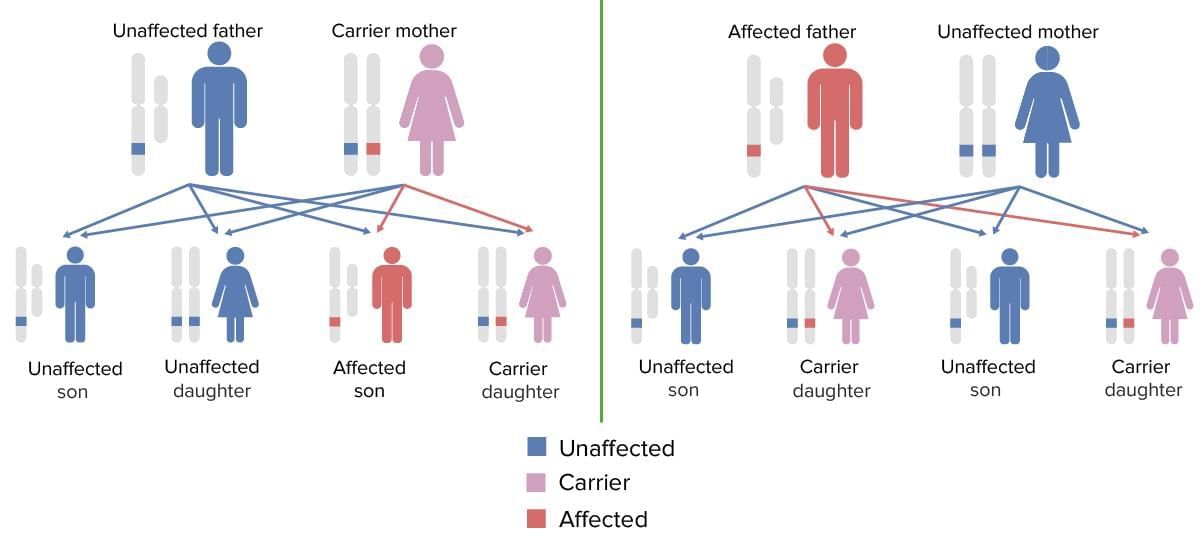Revision Notes: Genetics - Some Basic Fundamentals | Preparation for EmSAT Grade 10