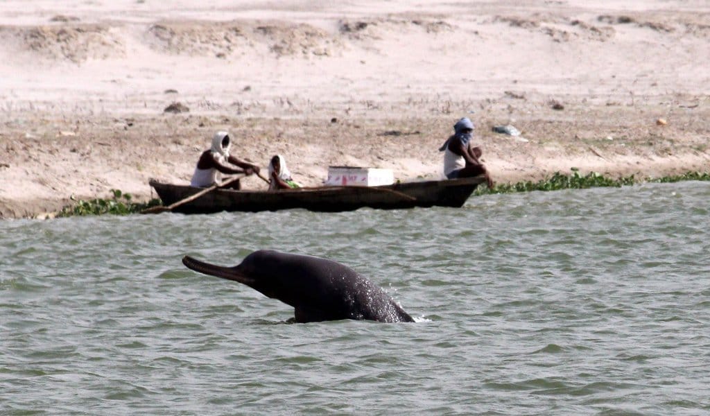 Ganga river dolphin